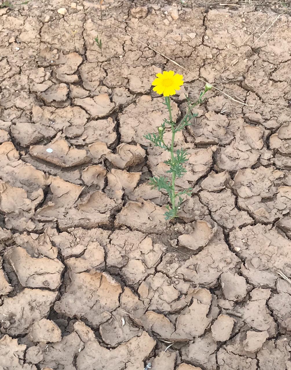 A yellow flower blooming from within an arid land